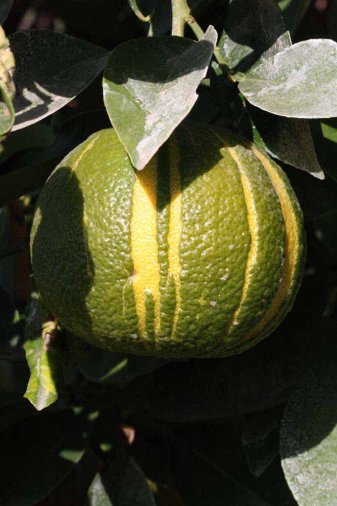            Fruit (Riverside, CA)   